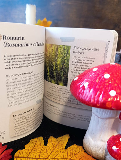 Plantes, Potions et décoctions