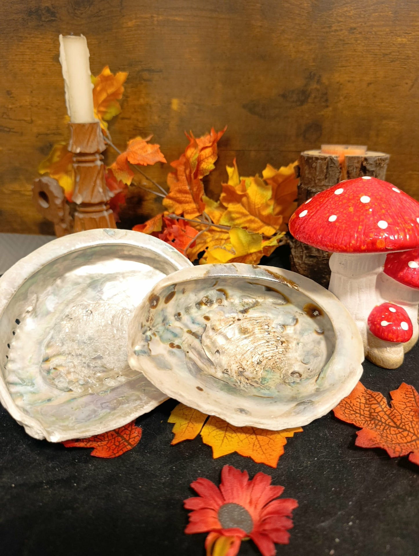 Coquille Abalone Ormeau naturelle