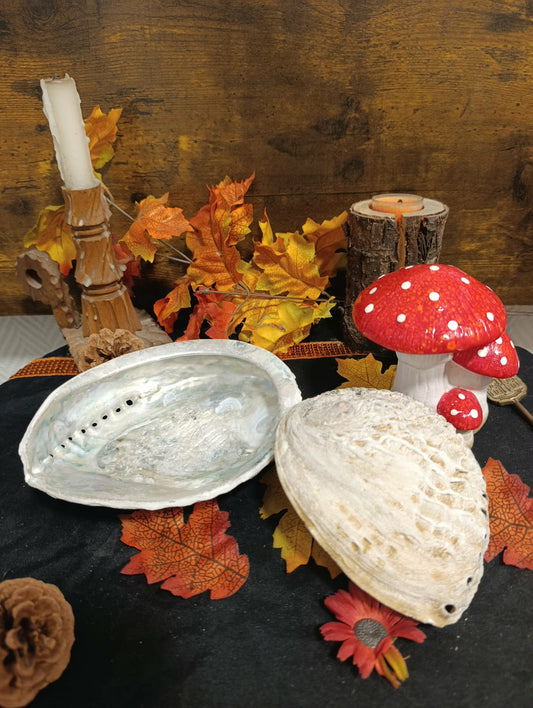 Coquille Abalone Ormeau naturelle